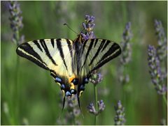  Flambé  --  Iphiclides podalirius