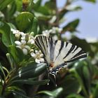 Flambé (Iphiclides podalirius)