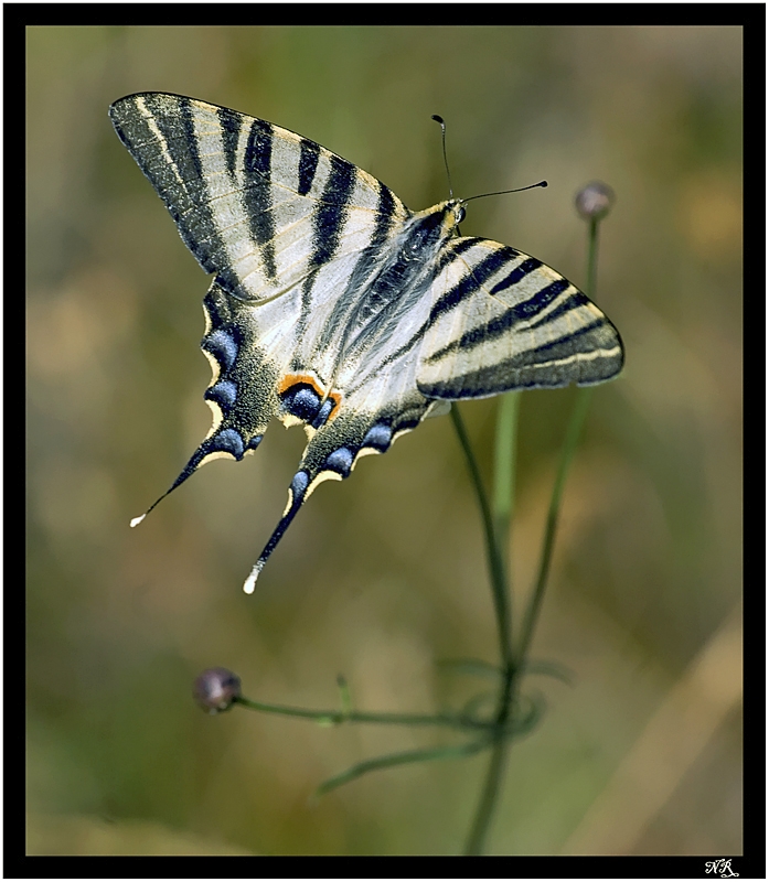 Flambé (Iphiclides podalirius)