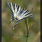 Flambé (Iphiclides podalirius)