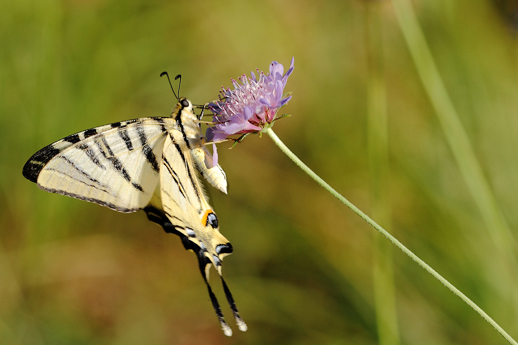 Flambé (Iphiclides podalirius)