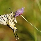 Flambé (Iphiclides podalirius)