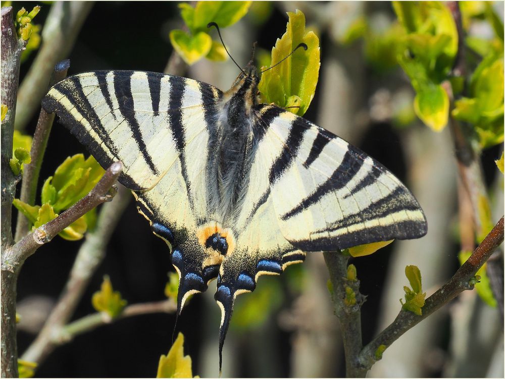 Flambé  -  Iphiclides podalirius