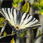 Flambé  -  Iphiclides podalirius