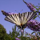 flambé ou machaon ????