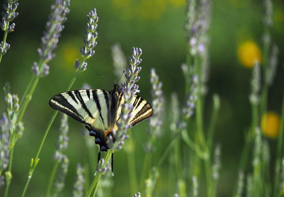 Flambé sur lavande  -  Iphiclides podalirius