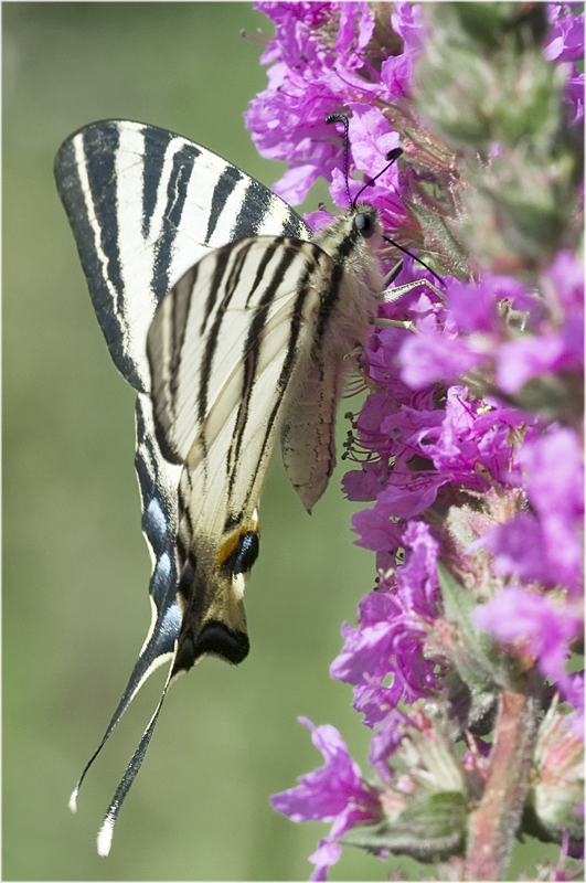 Flambé sur salicaire (Iphiclides podalirius)