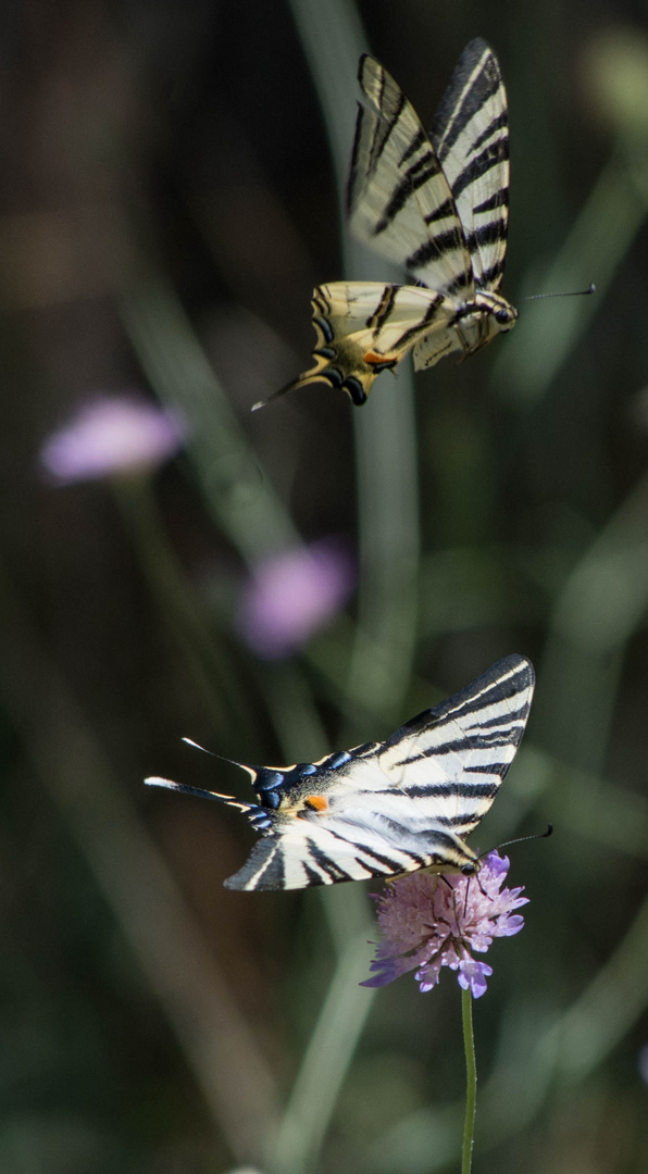 flambés  (Iphiclides podalirius)