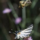 flambés  (Iphiclides podalirius)