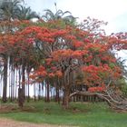 Flamboyan Red broken (Flamboyan Vermelho fraturado)