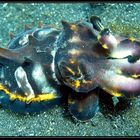 Flamboyant Cuttlefish