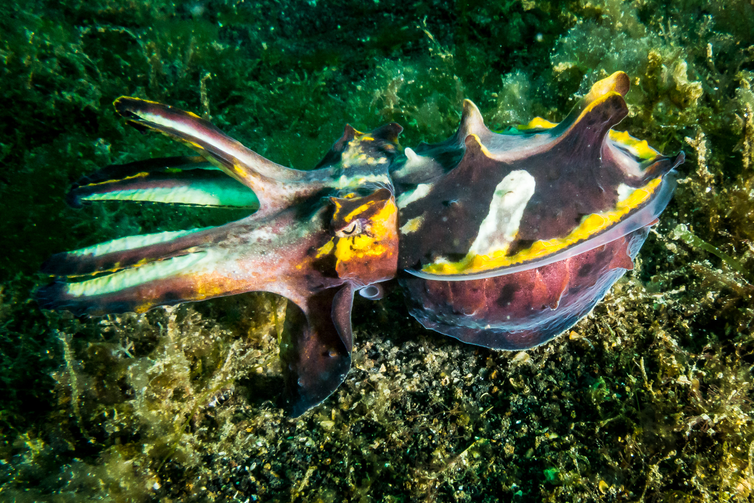 Flamboyant Cuttlefish