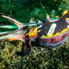 Flamboyant Cuttlefish