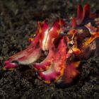 flamboyant cuttlefish