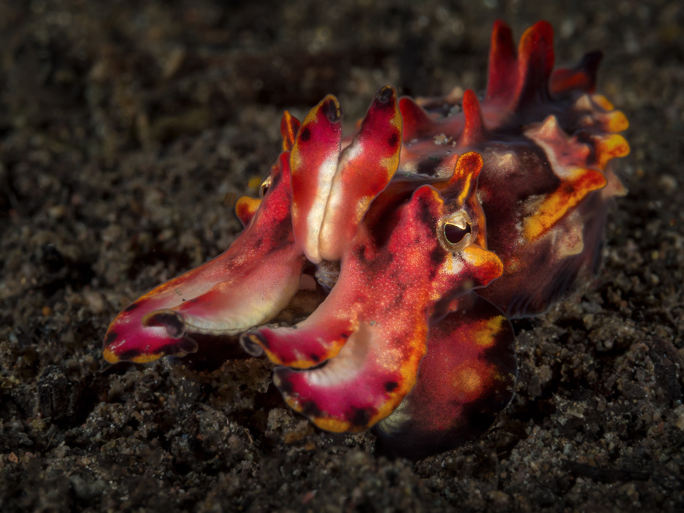 flamboyant cuttlefish