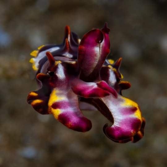 Flamboyant cuttlefish macro