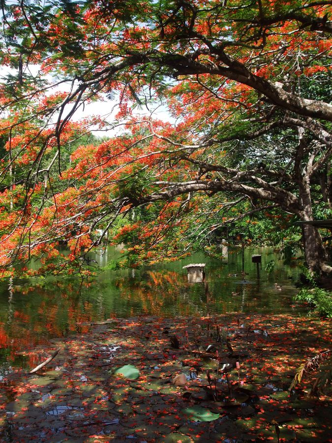 Flamboyant dessus du lac