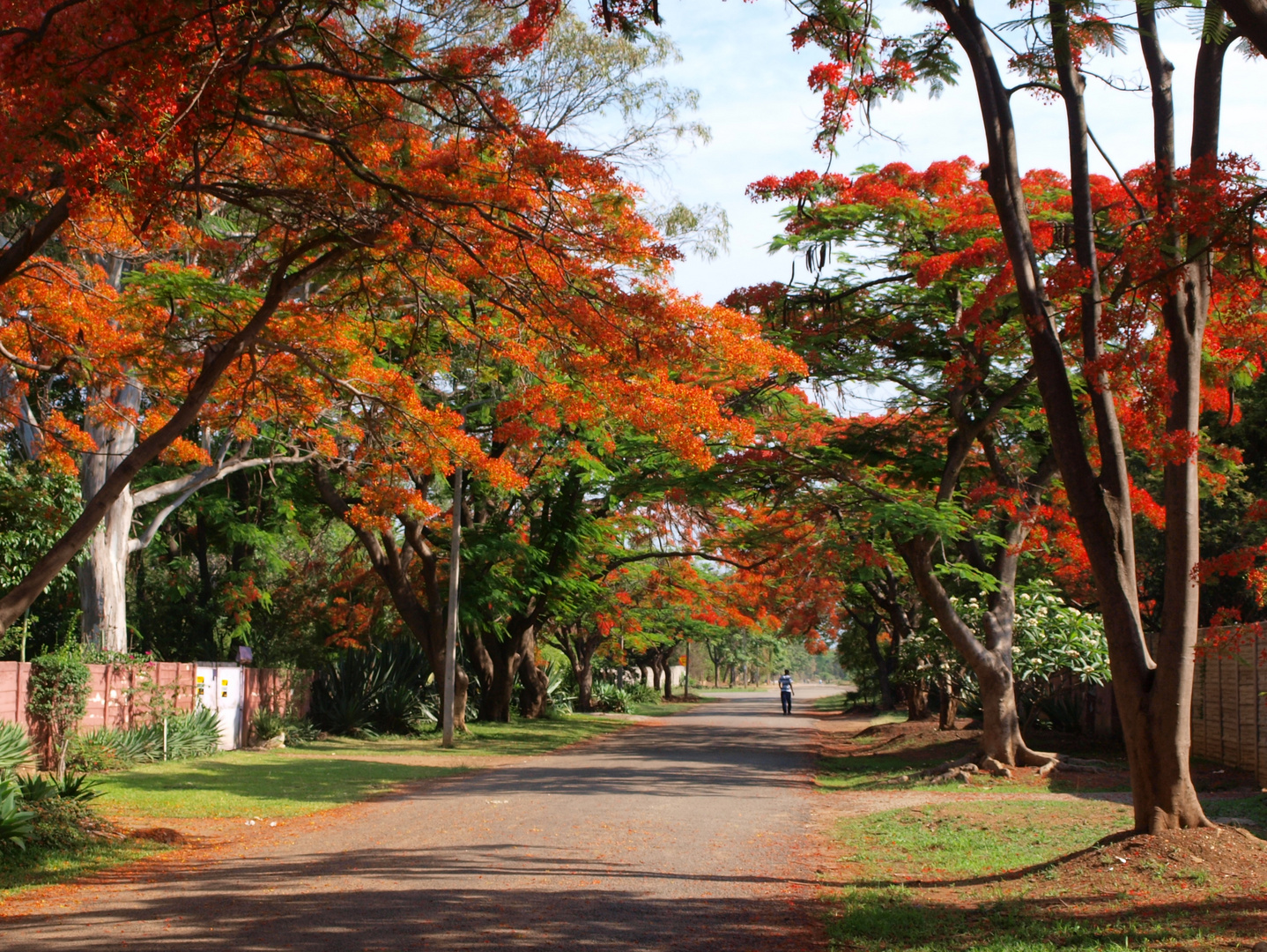 Flamboyant - Flammenbaum Allee