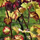 Flamboyant - Herbstfeuer