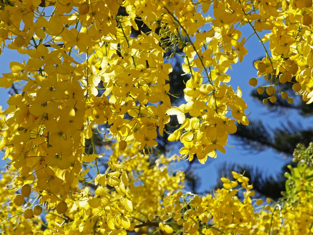 Flamboyant jaune -- Peltophorum pterocarpum -- Gelber Flammenbaum