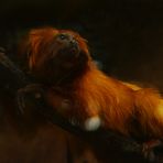 Flamboyant ! (Leontopithecus rosalia, tamarin-lion doré)