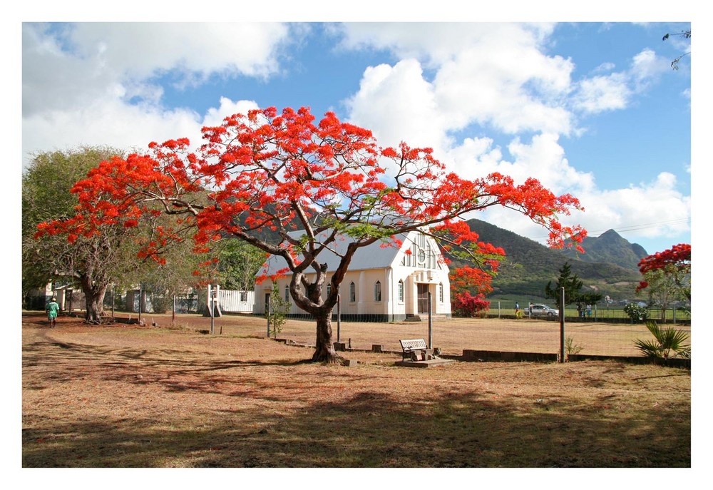 Flamboyant - Mauritius