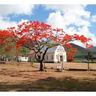 Flamboyant - Mauritius