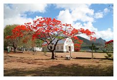 Flamboyant - Mauritius