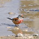 Flamboyante la petite linotte mélodieuse ....!