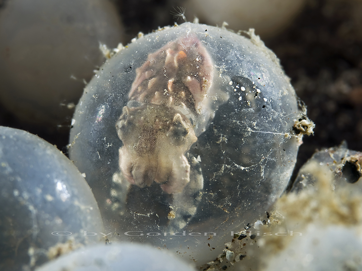 Flamboyent Cuttelfish Baby