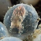 Flamboyent Cuttelfish Baby