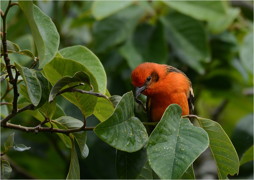 Flame-colored Tanager