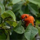 Flame-colored Tanager