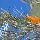 Flame Grevillea