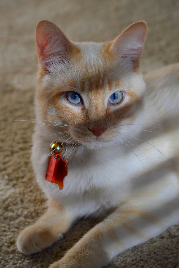 Flame Point Siamese