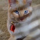 Flame Point Siamese