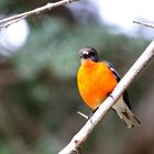 Flame Robin ...