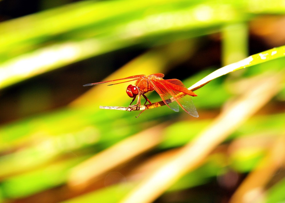 Flame Skimmer