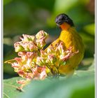 Flame Throated Bulbul _AD1_9566