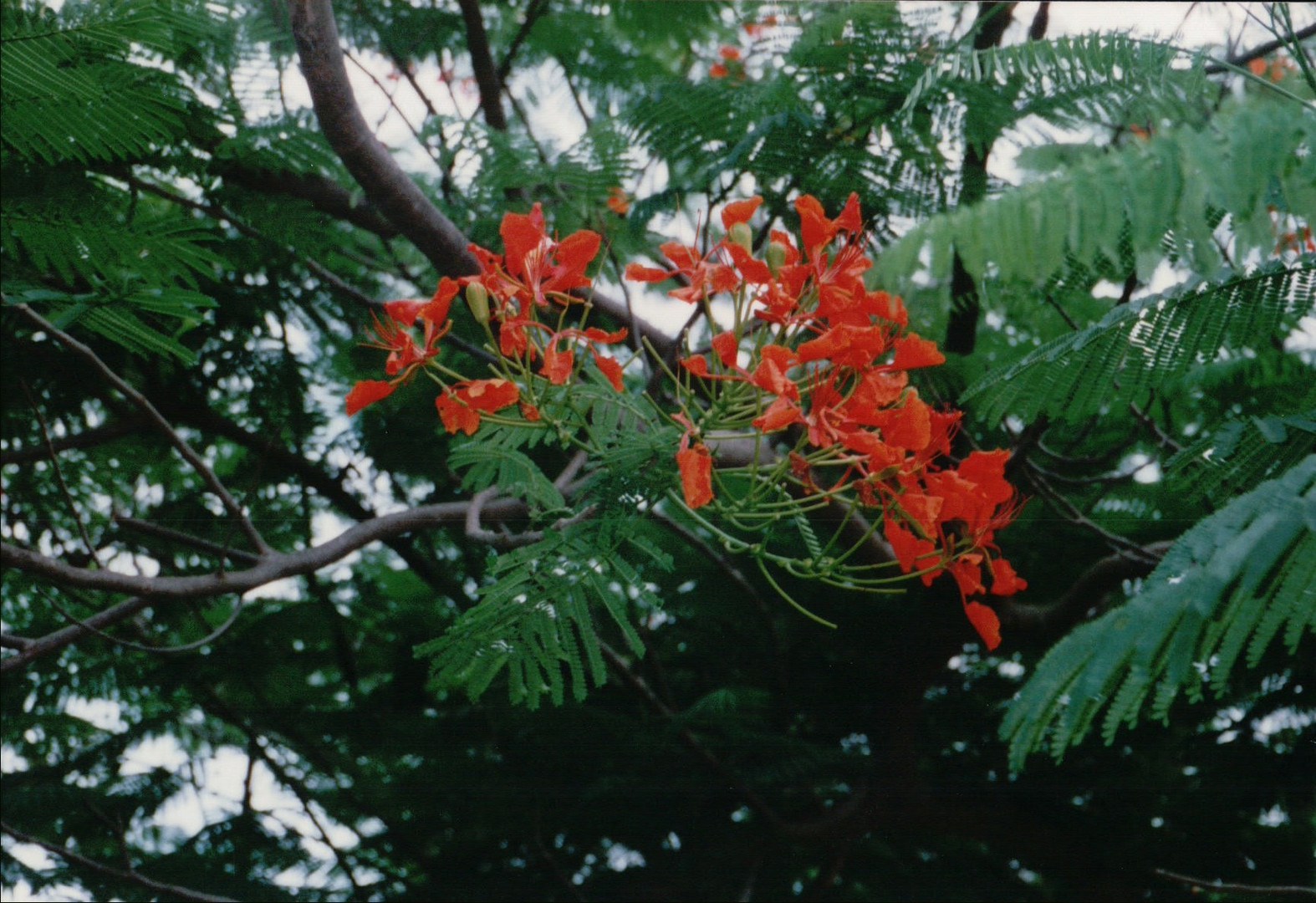 Flame Tree auch Flammenbaum