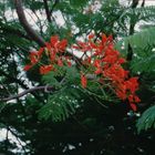 Flame Tree auch Flammenbaum