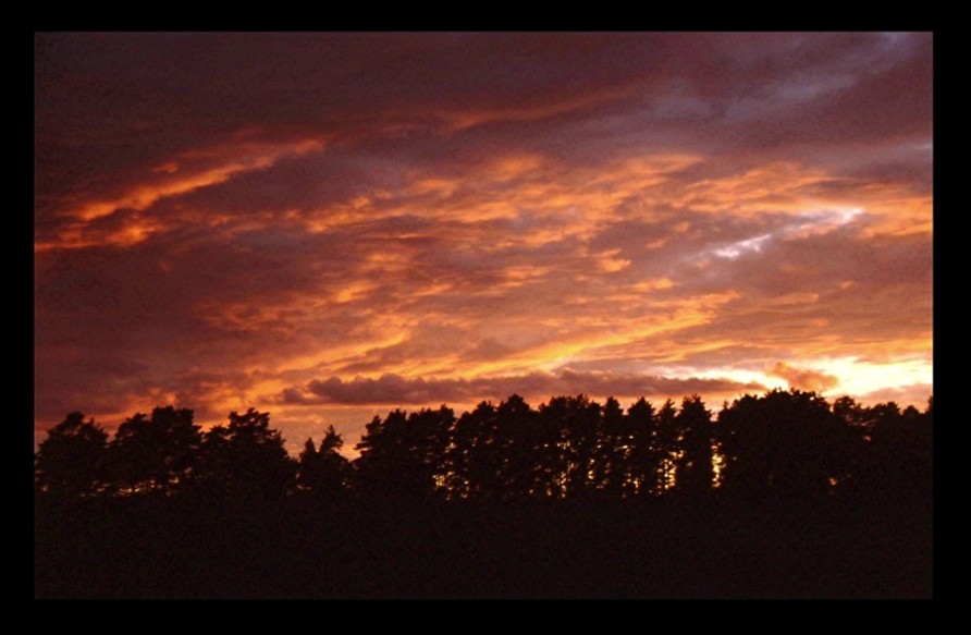 Flame Trees