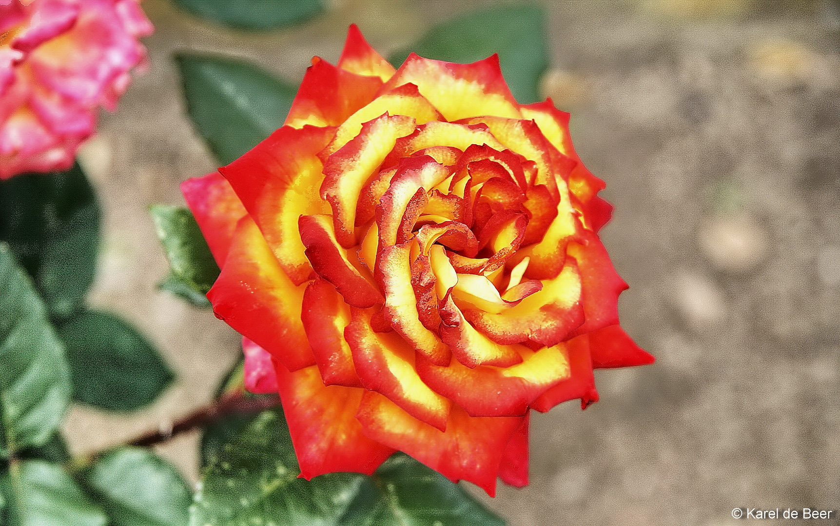 Flamed Rose 1