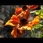 ~ Flamenco ~