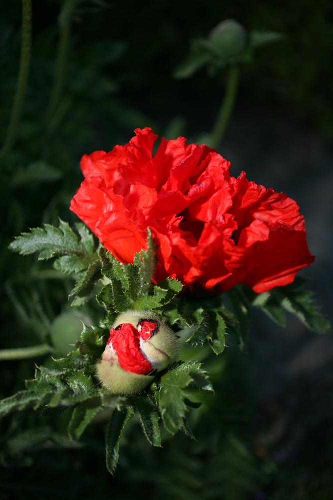 Flamenco