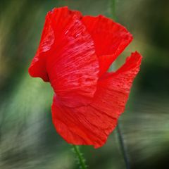 Flamenco