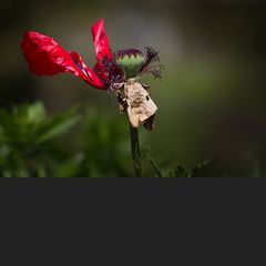 Flamenco