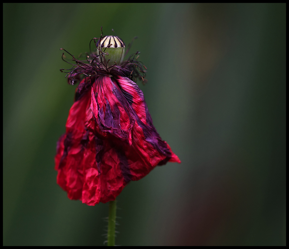 Flamenco