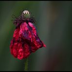 Mohn