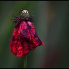 Flamenco